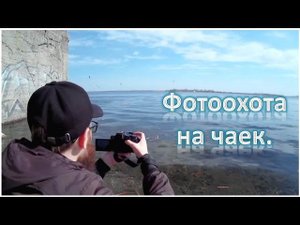 Саратов Фотоохота на чаек Тест SJ7000 7 апреля 2017