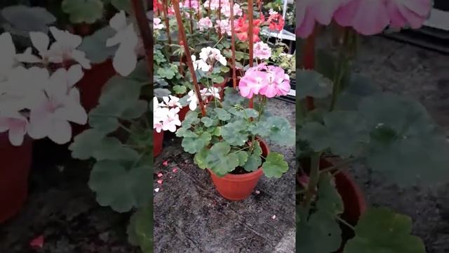 Цвети Цвет мушкато Антик смотреть онлайн