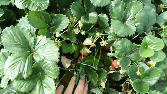 Видео обзор поля с клубникой Альбион. Крым. Сентябрь 2021 года смотреть онлайн