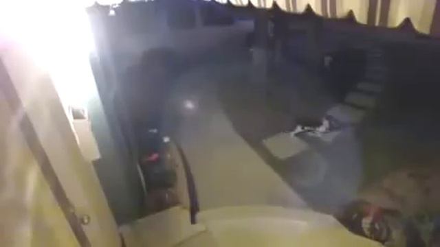 Кот ниндзя смотреть онлайн