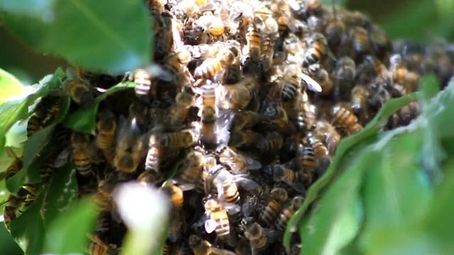 Лепидоцид. Препарат от гусениц. Обзор, инструкция по применению, результат. смотреть онлайн