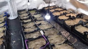 Выгонка тюльпанов, подготовка помещений, упаковка. Выгонка к 14 февраля.