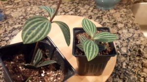 New House Plants  (Pilea Peperomioides, Peperomia, Begonia)