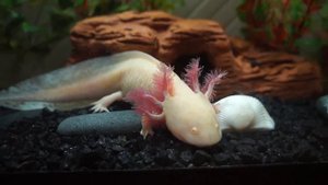 Аксолотль. Как содержать аксолотля, чем кормить