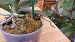 Фузариоз, сухая гниль на орхидеях. СТОИТ ли СПАСАТЬ?