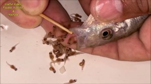 Leaf fish giving birth to exactly 82 baby fish ????