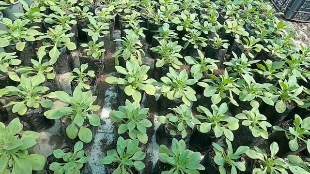 Болезни петунии и др.цветов БОТРИТИС смотреть онлайн