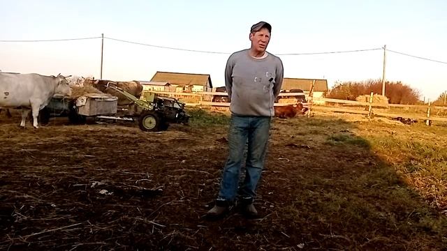 Про коров и дачников. смотреть онлайн