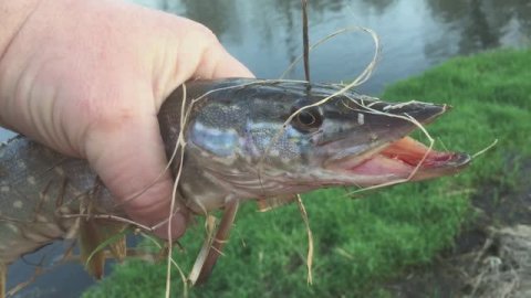 Первый улов 2024