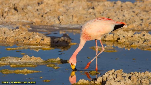 Chile / Животные Чили / Страна красивых пейзажей смотреть онлайн