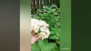 гортензия мет Бомшелл(карлик) и её саженцы.
#бомшелл