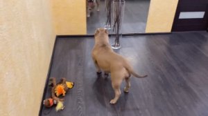 Нам вернули щенка американского булли.