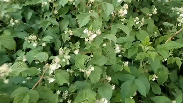 Результаты подкормки малины смотреть онлайн