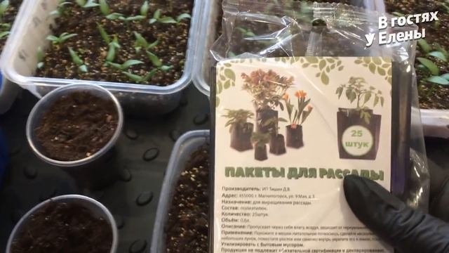 ПЕРЕЦ. ЛУЧШЕ СПОСОБА НЕТ. НИКАКИХ ТАНЦЕВ С БУБНАМИ. СВОИ СЕМЕНА. ВСХОДЫ 100? ПОСЕВ СУХИМИ СЕМЕНАМИ. смотреть онлайн