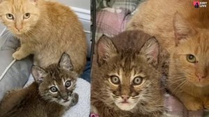 Abandoned tiny lynx was rescued and given a surrogate mother! Just look at them