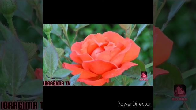 Самые красивые цветы!!! смотреть онлайн