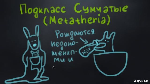 Систематика класса Млекопитающие| Биология