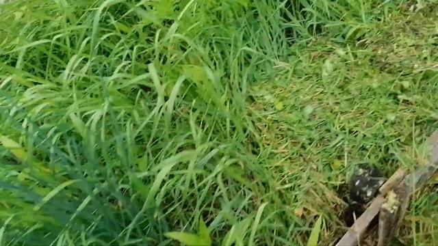 Дача на севере  Обзор проделанной работы. Мой огород. смотреть онлайн