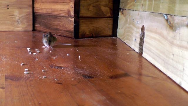 Videos For Cats ~ Mouse In The House ? A Video For Cats To Watch Mice ? 8 HOURS