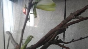 мой Богомол шипит