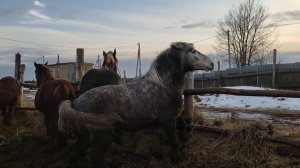 Жеребец успокоился после встречи с кобылой