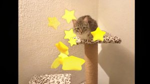 Домик для кошки своими руками