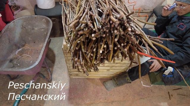 Процесс производства привитых саженцев грецкого ореха Чандлер, Песчанский, Фернор, Лара,.... смотреть онлайн