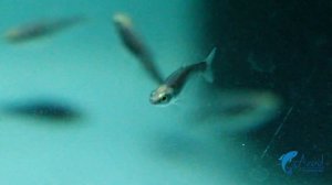 Palmeri Black Tetra !! Tetra Fish Collection | Azad Fisheries