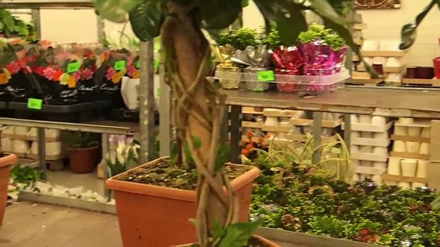 Gardenia jasminoides смотреть онлайн