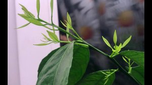 Рост мандарина зимой. Такое бывает.