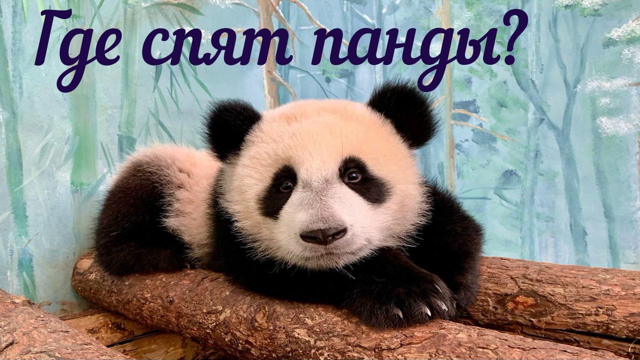 Панда | Московский зоопарк  | Где спят панды?