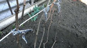 Чем обработать виноград после открытия весной.