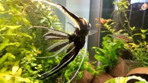 Вот как выглядят скалярии, содержавшиеся в непозволительно малом аквариуме.