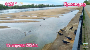 Краснодар - река Кубань обмелела - Юбилейный микрорайон - 13 апреля 2024 г.