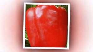 Снегирёк - раннеспелый урожайный сладкий перец, адаптированный к перепадам температур