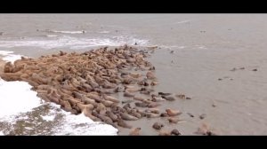 Моржи