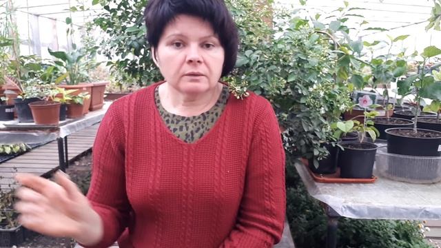 Учимся распознавать проблемы растений. смотреть онлайн