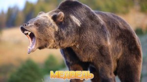 КАК ГОВОРИТ МЕДВЕДЬ / РЁВ МЕДВЕДЯ ?

#медведь #рёв_медведя #как_говорит_медведь