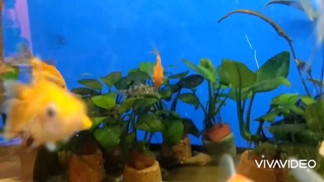 Аквариумные рыбки скалярия, золотая рыбка Аквариум. Релакс под музыку смотреть онлайн
