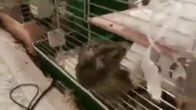 Мои забавные хомячки. Джунгарики.  МордаБОЙ)))  Смешные домашние животные.