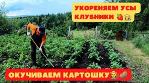 Укореняем усы клубники. Окучиваем картошку. Подвязываем помидоры