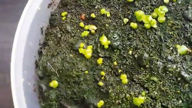 Выращивание фиалок из семян  Появление первых настоящих листьев  Часть 4