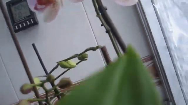 ORQUÍDEAS ENERO 2014 смотреть онлайн