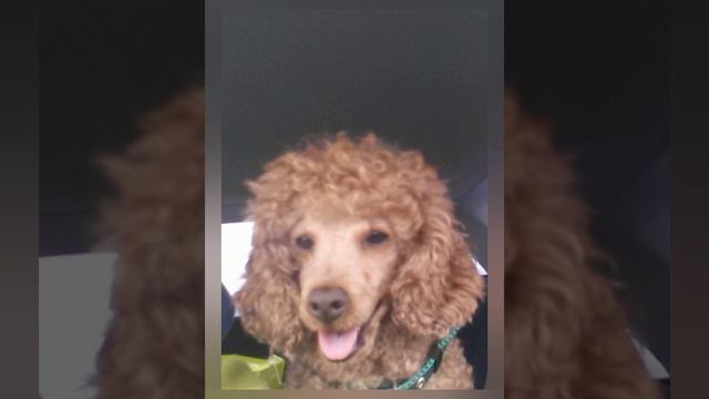 Приучаем щенка к туалету смотреть онлайн