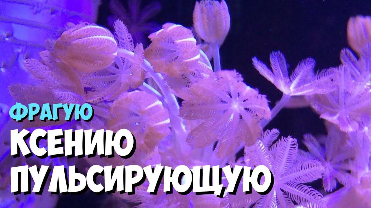 Как снять и прирастить Ксению Пульсирующую | Завораживающий коралл
