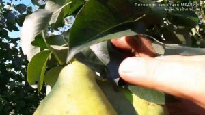 Груша Краснокутская обзор сорта