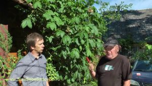 Сажать каштан или не сажать?