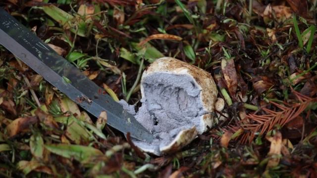 Earthball Fungus Identification смотреть онлайн