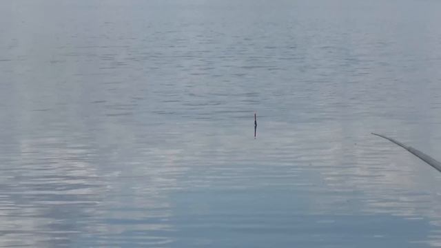 ГИПНОТИЧЕСКИЕ ПОКЛЕВКИ. Ловля линя на поплавок смотреть онлайн