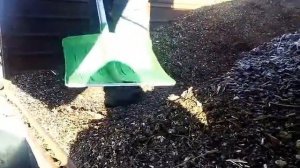 Купил отходы подсолнечника на корм баранам